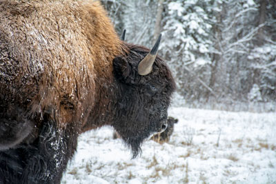 Yukon in November